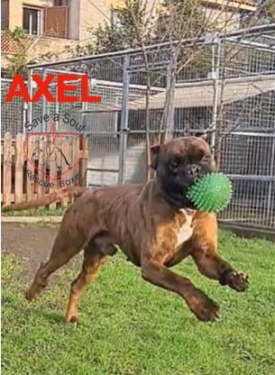 Axel boxer puro di 5 anni in adozione Foto 3